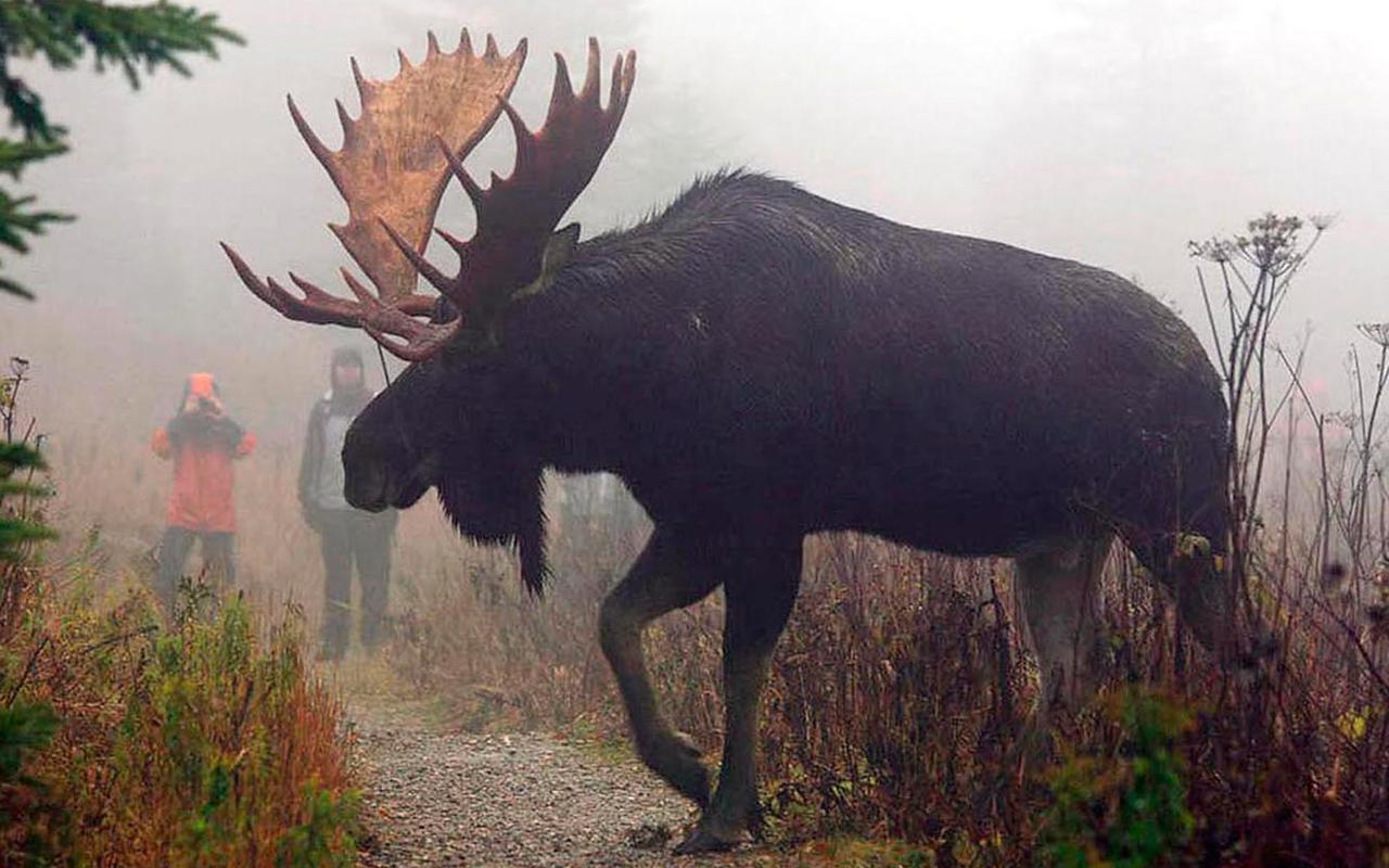 Le Ti Moose Villa La Malbaie Exterior foto